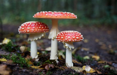 red-mushrooms.jpg red mushrooms