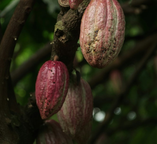 cacao-fruits.jpg cacao fruits